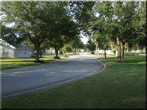Oak trees lining the roads