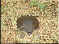 Turtle in the garden